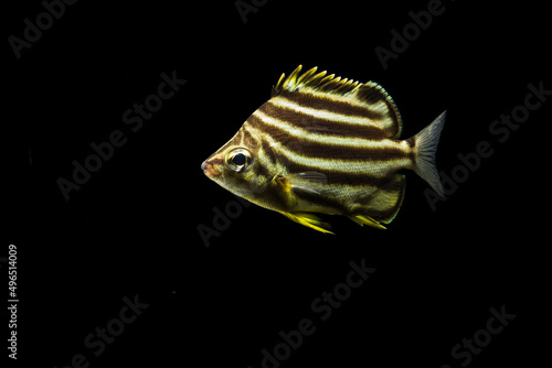 Stripey (Microcanthus strigatus) juvenile