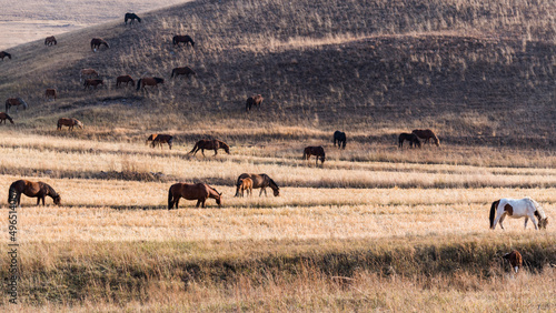 Horses on grass in autumn © xy