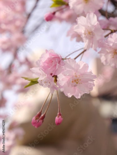 pink cherry blossom