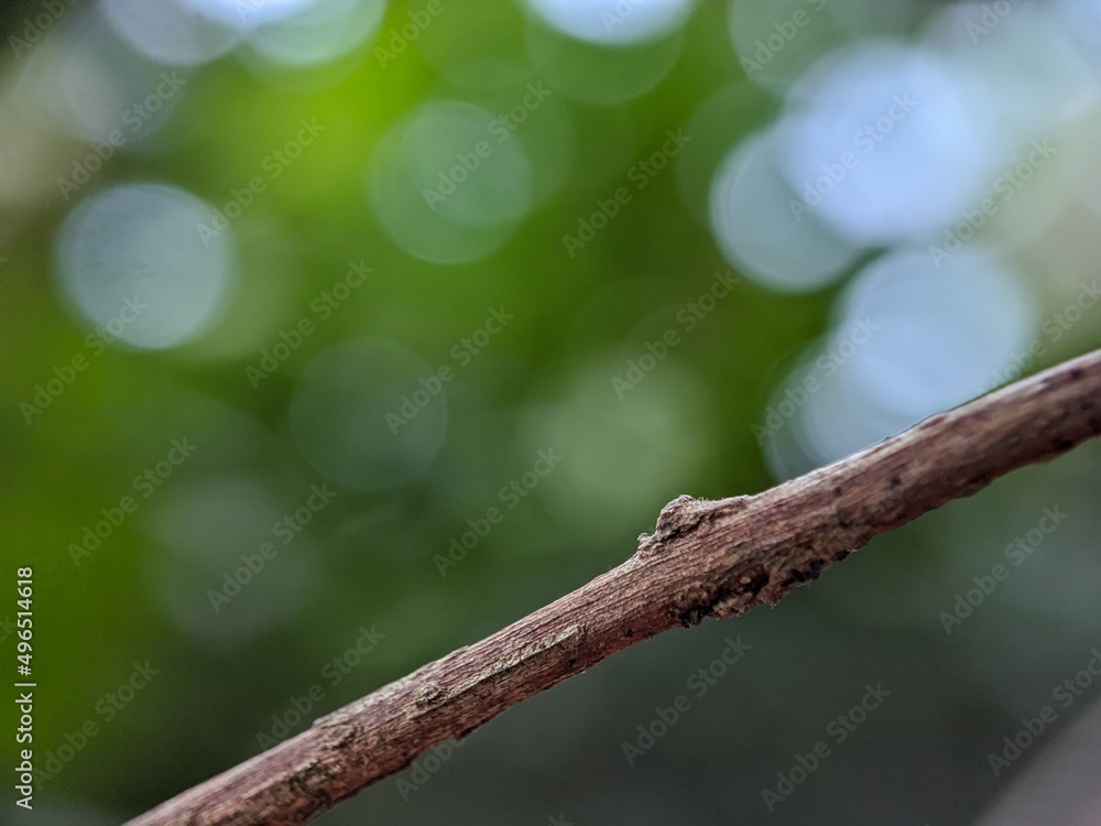 macro photo bokeh, wood and blurry nature tools