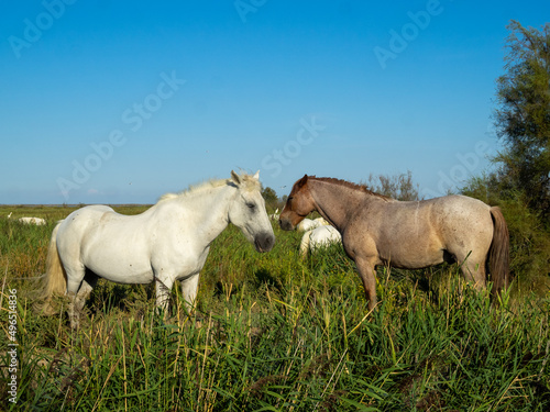 Camargue horses © Sérgio Nogueira