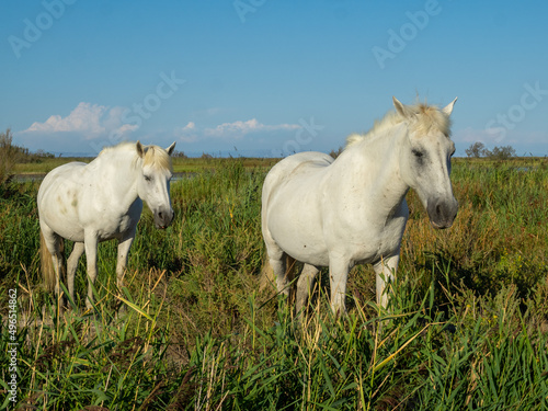 White Camargue horses