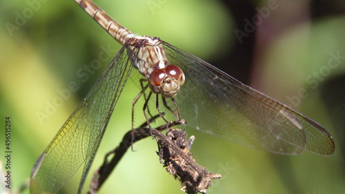 Close up of a dragonfly perched on a twig in a city park in Fort Lauderdale, Florida, USA