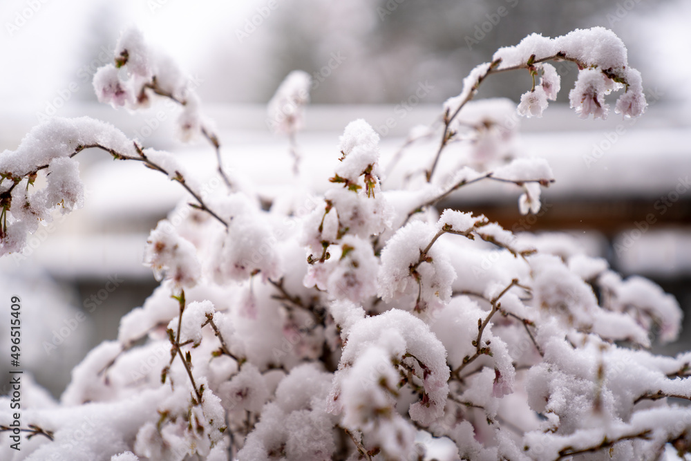 Snow covered pink cherry blossoms in winter and spring Snow covered pink cherry blossoms in winter and spring