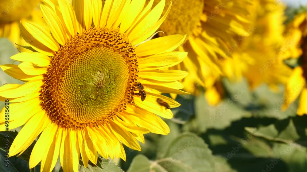 Yellow blooming flower with honey bee. Provence in France. Slow motion Yellow blooming flower with honey bee. Provence in France. Slow motion