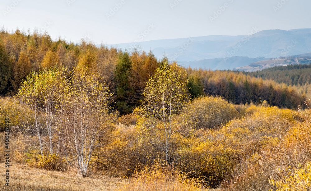 Fototapeta premium Golden larch trees in autumn