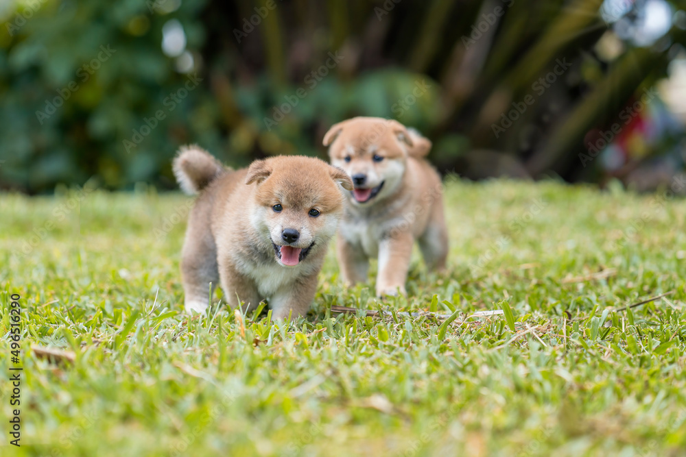 Shiba Inu puppy playing in the grass. Puppy Shiba Inu playing in the park. Shiba Inu puppy playing in the grass. Puppy Shiba Inu playing in the park.