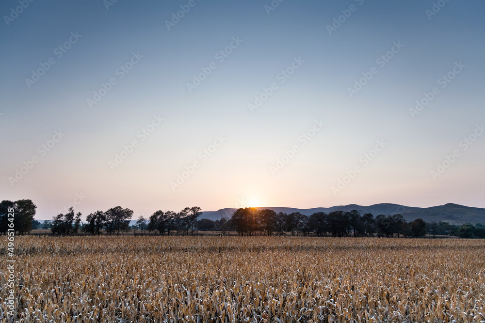 Harvested corn field in autumn