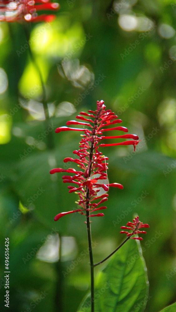 Red flowers in a city park in Fort Lauderdale, Florida, USA