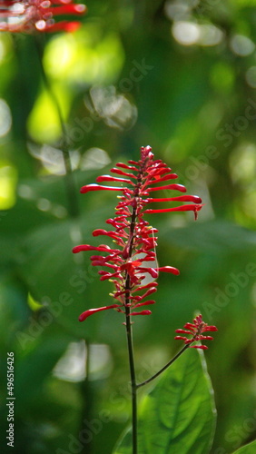 Red flowers in a city park in Fort Lauderdale  Florida  USA
