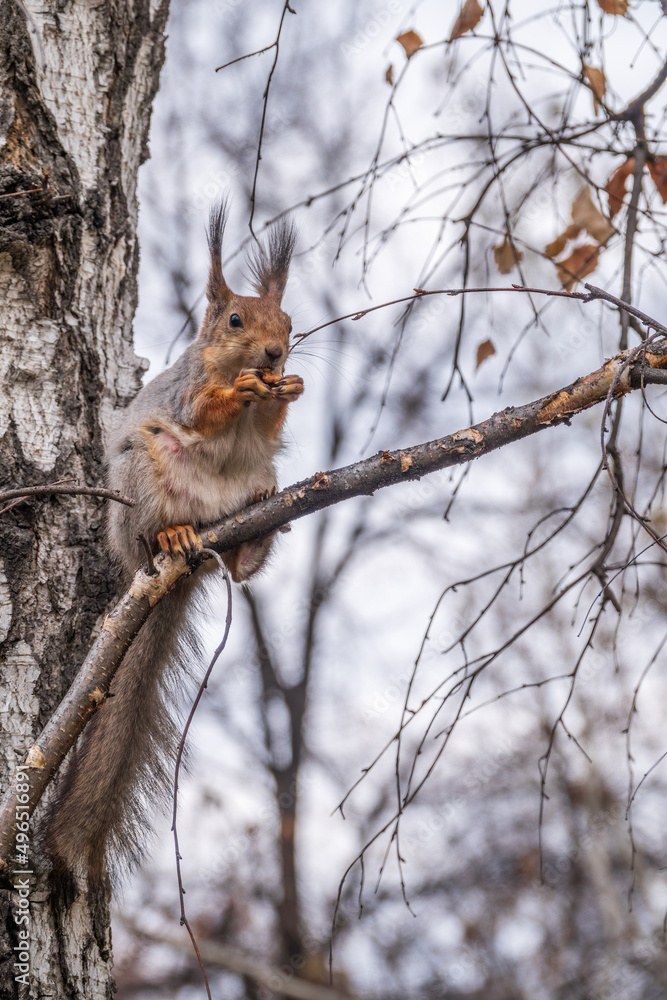 The squirrel with nut sits on a branches in the spring or summer. The squirrel with nut sits on a branches in the spring or summer.