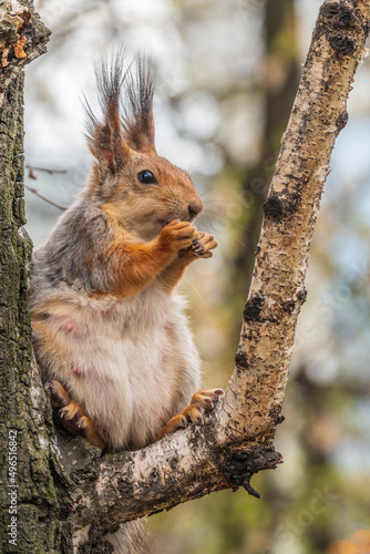 The squirrel with nut sits on a branches in the spring or summer. © Дмитрий Поташкин