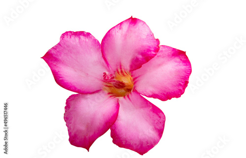 pink oleander colors isolated