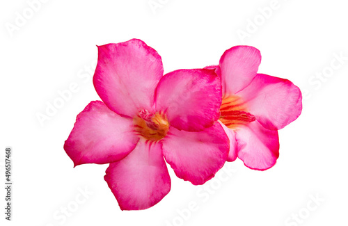 pink oleander colors isolated © ksena32