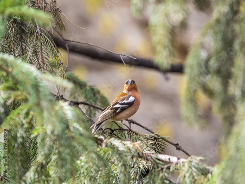 Common chaffinch, Fringilla coelebs, sits on a fir branch in spring on green background. Common chaffinch in wildlife.