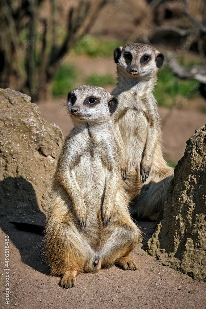 Fototapeta premium Erdmännchen ( Suricata suricatta ).