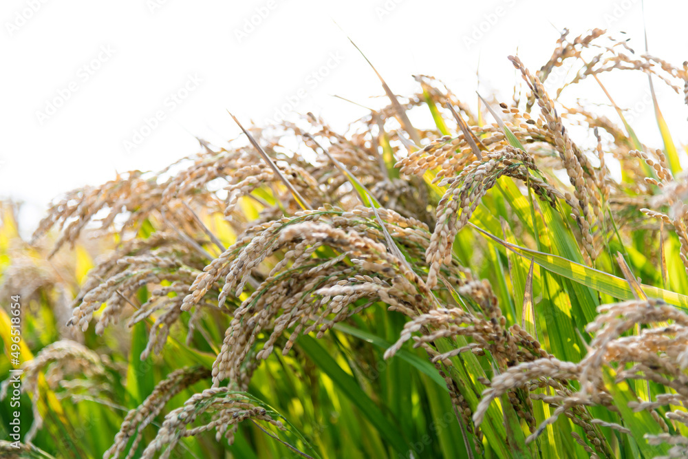 Golden rice field in autumn