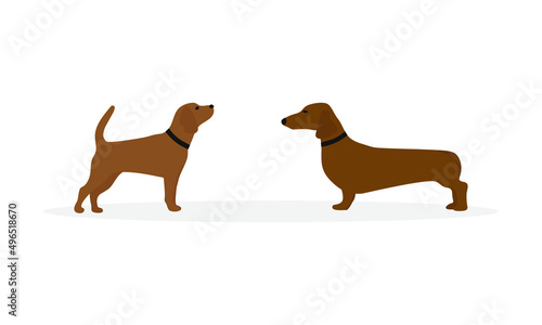 Two dogs with collars stand and look at each other on a white background