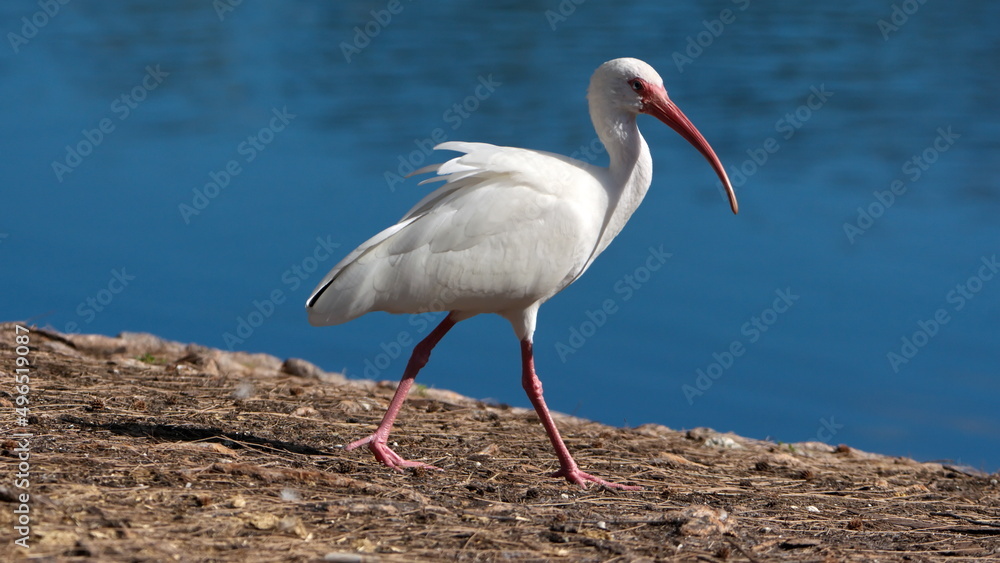 Obraz premium American white ibis (Eudocimus albus) by a pond in a city park in Fort Lauderdale, Florida, USA