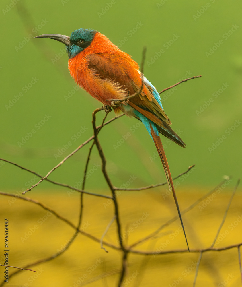 Obraz premium bee eater bird sitting on a branch