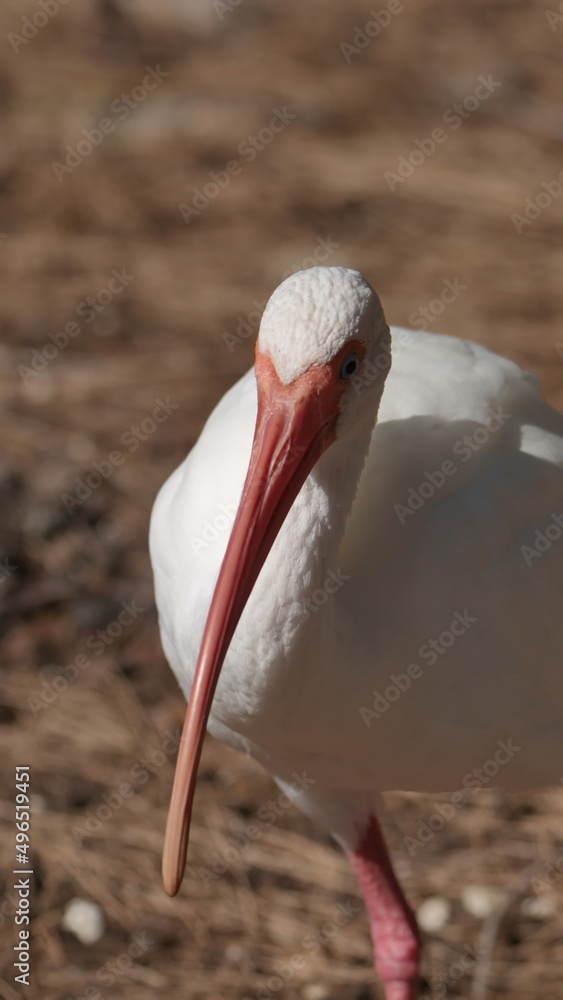 Obraz premium Close up of an American white ibis (Eudocimus albus) in a city park in Fort Lauderdale, Florida, USA