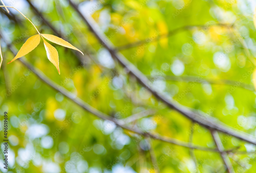Yellow leaves hanging on tree twig Yellow leaves hanging on tree twig