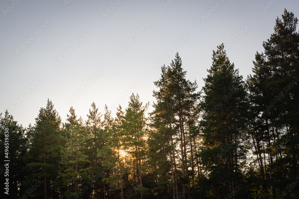 The sun behind the trees in the forest. Sunset. The sun behind the trees in the forest. Sunset.