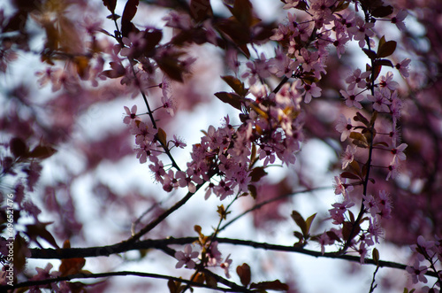 dettaglio fiore di un albero di ciliegie