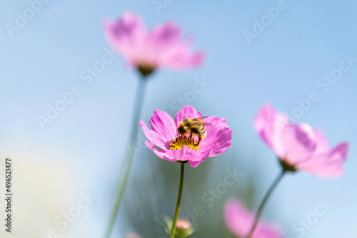 Honey bee collecting pollen on cosmos flower
