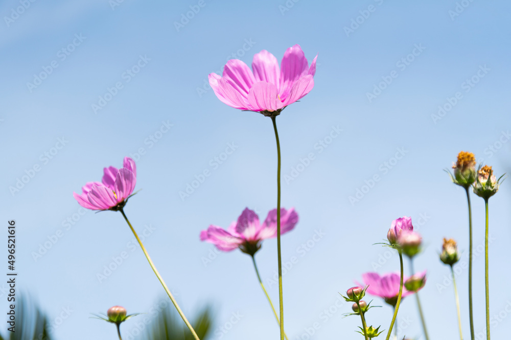 Cosmos flower in the garden Cosmos flower in the garden