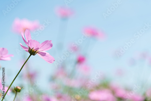 Cosmos flower in the garden