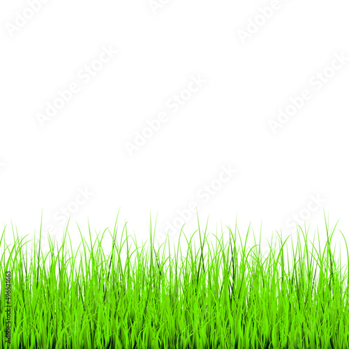 Green grass isolated on white background. Vector illustration.
