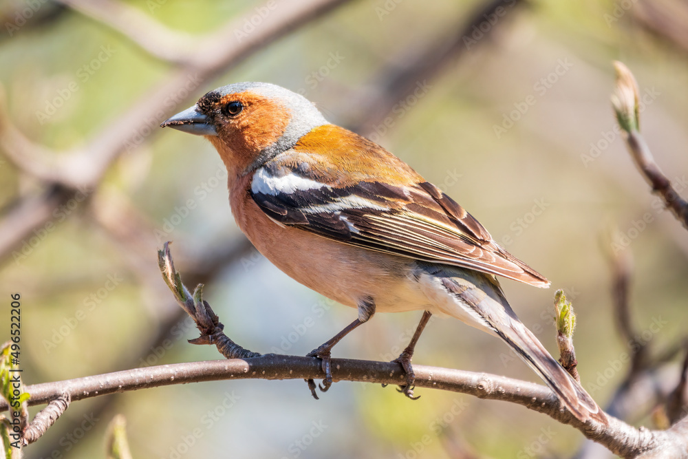 Common chaffinch, Fringilla coelebs, sits on a branch in spring on green background. Common chaffinch in wildlife. Common chaffinch, Fringilla coelebs, sits on a branch in spring on green background. Common chaffinch in wildlife.