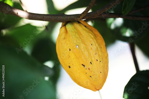 Fruit of the cacao tree (Theobroma cacao)