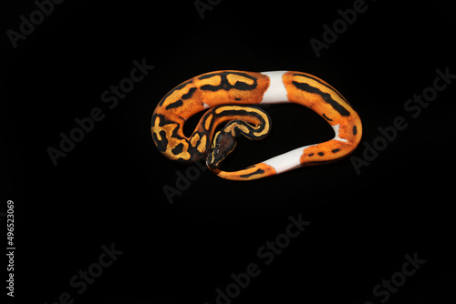 Fancy ball python snake keep as exotic pet