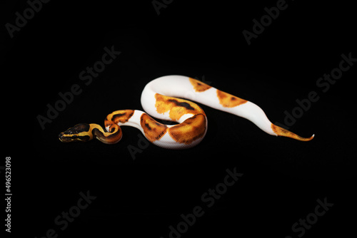 Obraz na plátně Beautiful Piebald ball python in black background