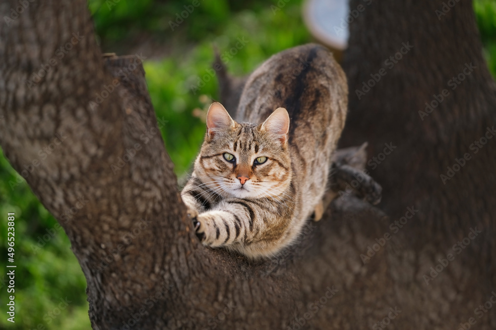 A beautiful tabby cat stretches and sits on a tree against the background of green foliage A beautiful tabby cat stretches and sits on a tree against the background of green foliage