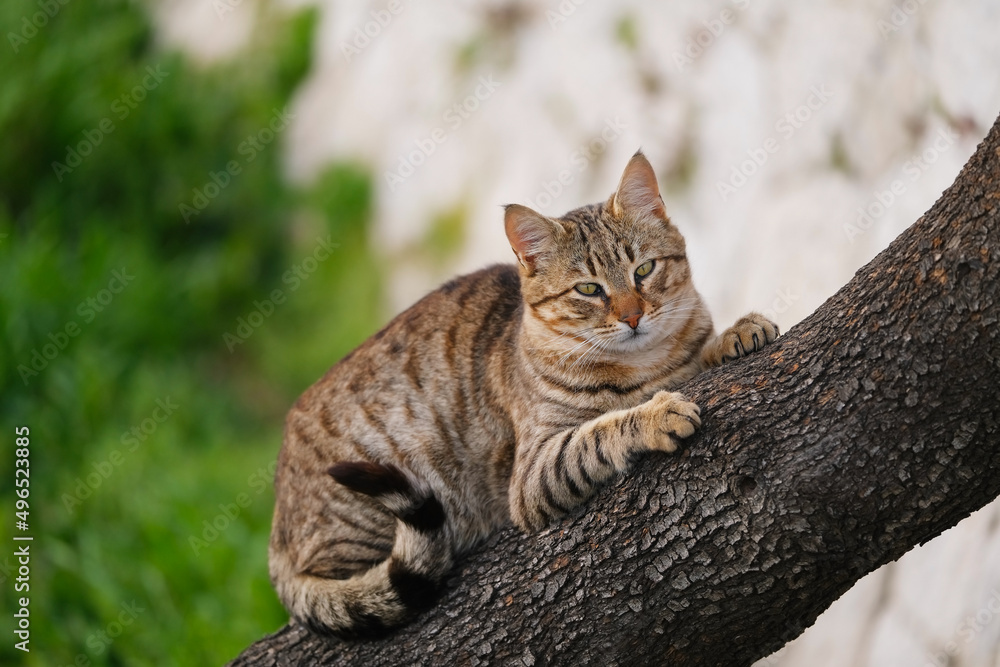 Tabby cat in spots lies on a tree against the background of nature and green foliage