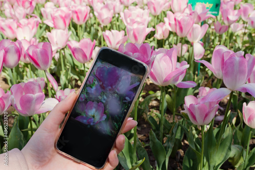 Woman takes photos of blooming tulips in the garden using a smartphone