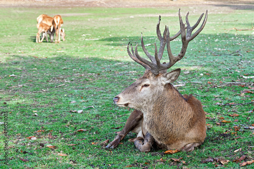 Fototapeta Naklejka Na Ścianę i Meble -  Rothirsch ( Cervus elaphus ).