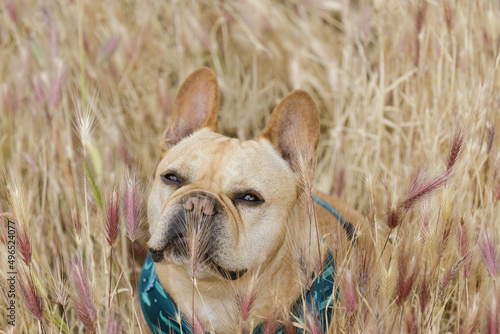 Foxtail plants can be risky for dogs. French Bulldog in Foxtail Field in Northern California. photo