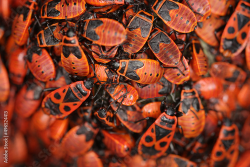Group of firebugs - Pyrrhocoris apterus - Pyrrhocoridae photo