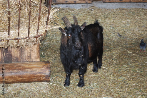 goat in the zoo photo