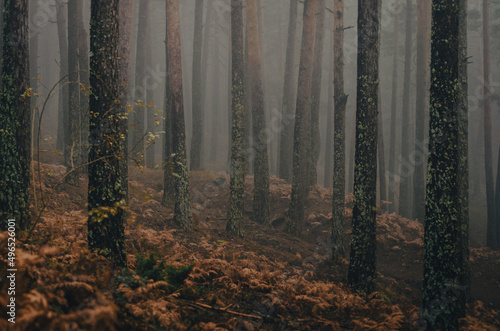 Niebla en el bosque, penumbra entre los pinos y helechos