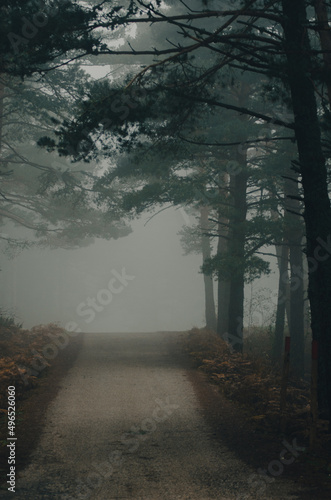 Fotografering Niebla en el camino de lo profundo del bosque