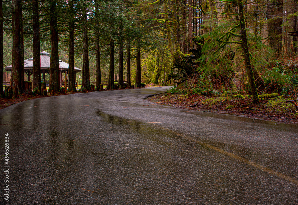 Naklejka premium road in the woods in a park in Vancouver, Canada