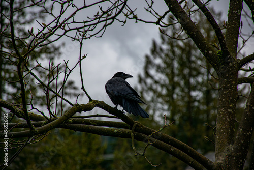 crow on a tree © Maria Novas