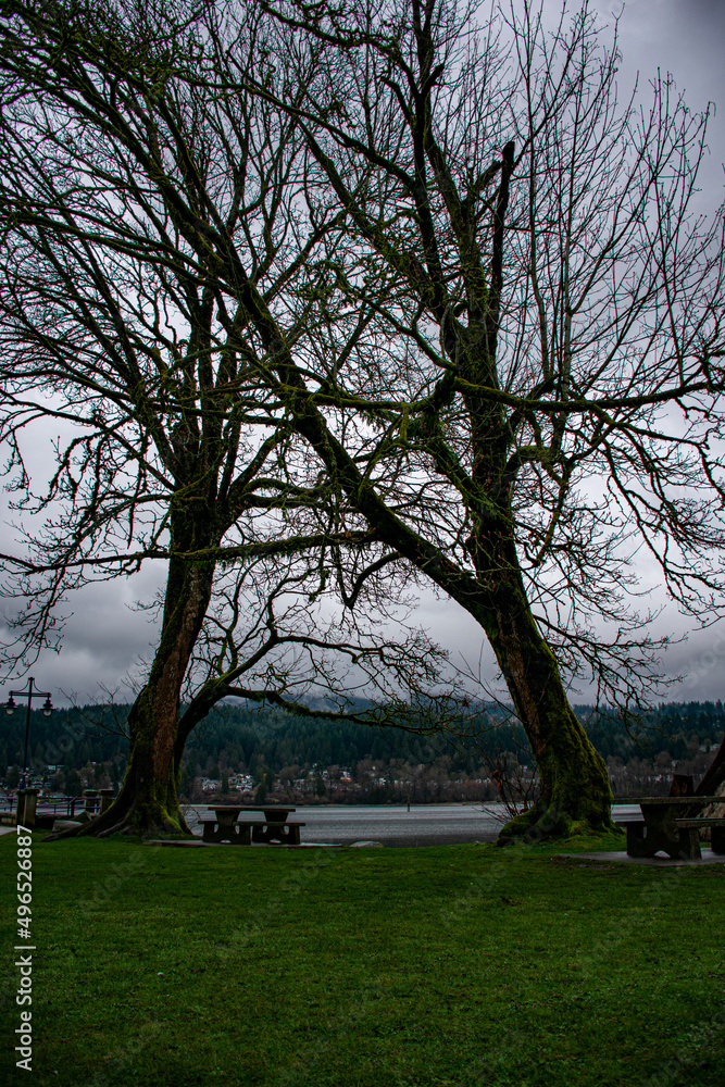 giant trees forming a frame, in the park overlooking the lake and mountains in a park in Vancouver, Canada giant trees forming a frame, in the park overlooking the lake and mountains in a park in Vancouver, Canada