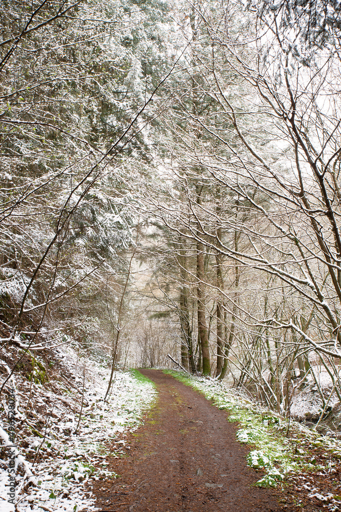 Forest covered in snow, trunks of fir trees, winter in Germany frosty scenery in wintertime, climate and environmental issues Forest covered in snow, trunks of fir trees, winter in Germany frosty scenery in wintertime, climate and environmental issues