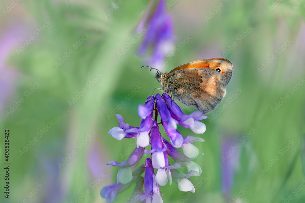 Obraz premium butterfly Coenonympha pamphilus on a violet flower in a meadow